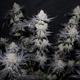 Tropicana Cookies FF (FastBuds) femminizzata