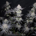 Tropicana Cookies FF (FastBuds) femminizzata