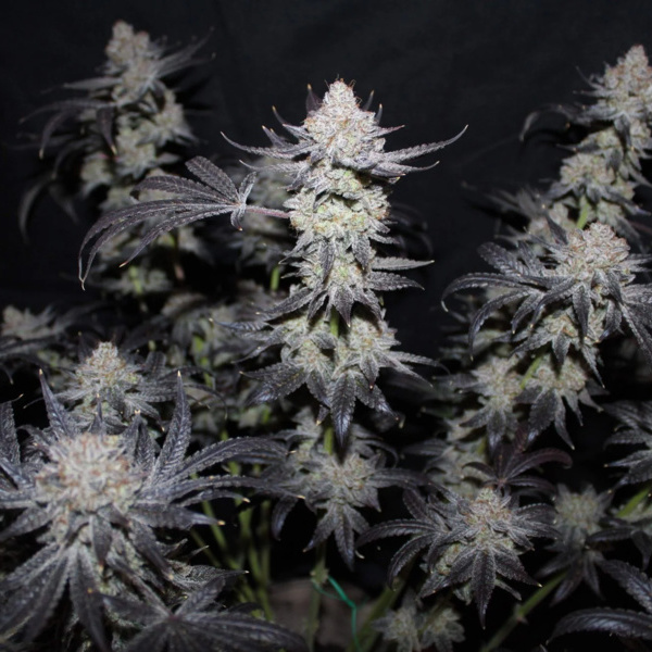 Tropicana Cookies FF (FastBuds) femminizzata