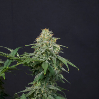 Wedding Cheesecake FF (FastBuds) femminizzata