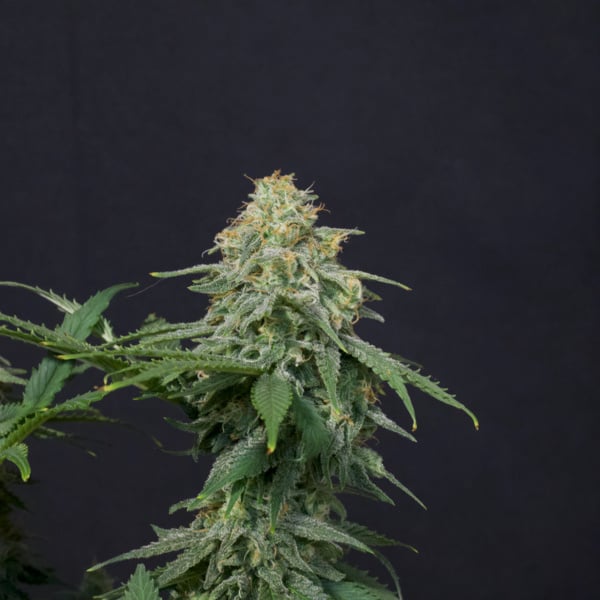 Wedding Cheesecake FF (FastBuds) femminizzata
