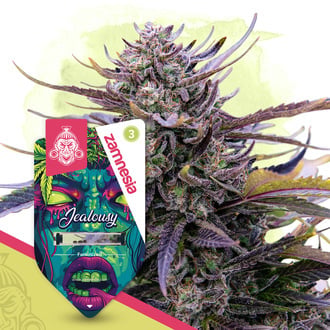 Jealousy (Zamnesia Seeds) femminizzata
