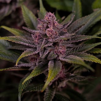 Biscotti (Zamnesia Seeds) femminizzata