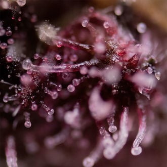 Biscotti (Zamnesia Seeds) femminizzata