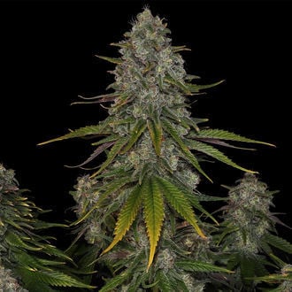 Strawberry Cough (Zamnesia Seeds) femminizzata