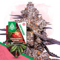 Strawberry Cough (Zamnesia Seeds) femminizzata