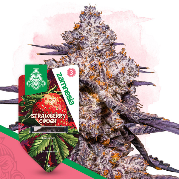 Strawberry Cough (Zamnesia Seeds) femminizzata