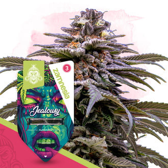 Jealousy Auto (Zamnesia Seeds) femminizzata