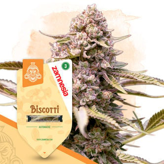 Biscotti Automatic (Zamnesia Seeds) femminizzata