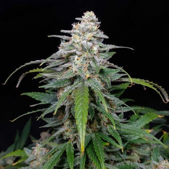 Biscotti Auto (Zamnesia Seeds) femminizzata