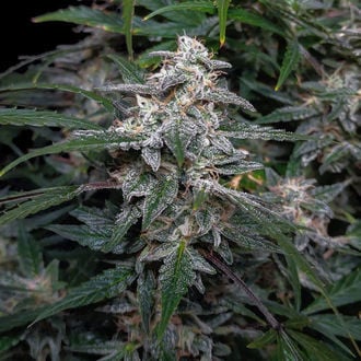 Biscotti Auto (Zamnesia Seeds) femminizzata