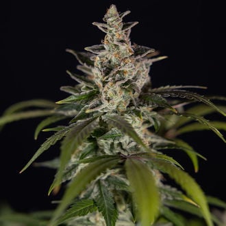 Black Orchid Auto (Zamnesia Seeds) femminizzata