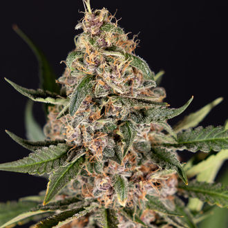 Black Orchid Auto (Zamnesia Seeds) femminizzata