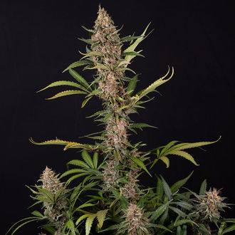 Black Orchid Auto (Zamnesia Seeds) femminizzata