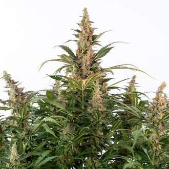 Black Orchid Auto (Zamnesia Seeds) femminizzata