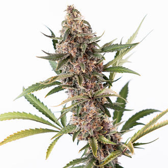Black Orchid Auto (Zamnesia Seeds) femminizzata
