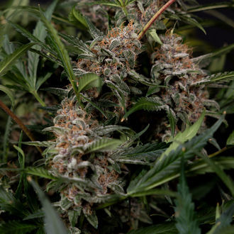 Black Orchid Auto (Zamnesia Seeds) femminizzata