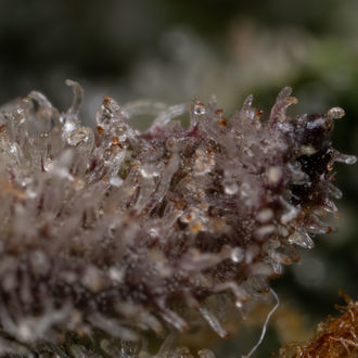 Black Orchid Auto (Zamnesia Seeds) femminizzata