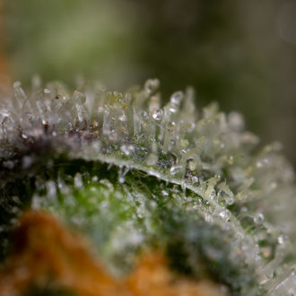 Black Orchid Auto (Zamnesia Seeds) femminizzata