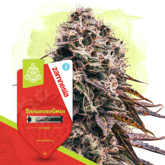 Strawberry Cough Automatic (Zamnesia Seeds) femminizzata