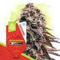 Strawberry Cough Automatic (Zamnesia Seeds) femminizzata