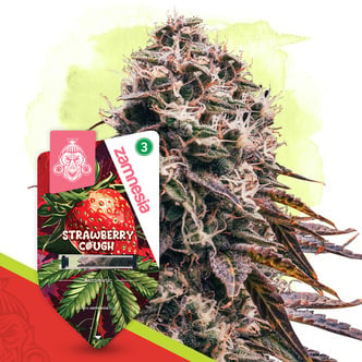 Strawberry Cough Auto (Zamnesia Seeds) femminizzata