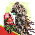 Strawberry Cough Auto (Zamnesia Seeds) femminizzata