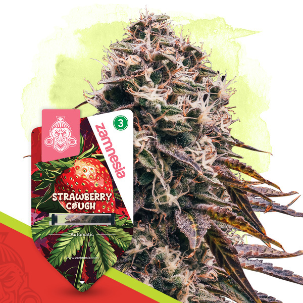 Strawberry Cough Auto (Zamnesia Seeds) femminizzata