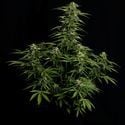 Epsilon F1 Automatic (Royal Queen Seeds) femminizzata