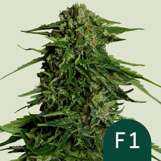 Epsilon F1 Automatic (Royal Queen Seeds) femminizzata