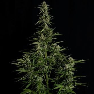 Medusa F1 Auto (Royal Queen Seeds) femminizzata