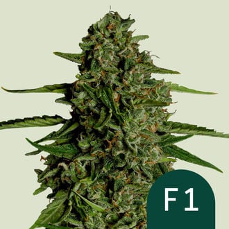 Medusa F1 Automatic (Royal Queen Seeds) femminizzata