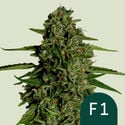 Medusa F1 Automatic (Royal Queen Seeds) femminizzata