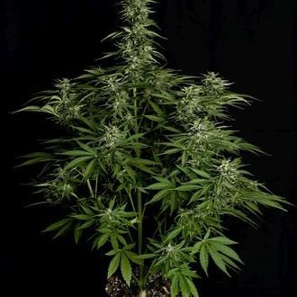 Hyperion F1 Auto (Royal Queen Seeds) femminizzata