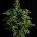 Hyperion F1 Automatic (Royal Queen Seeds) femminizzata