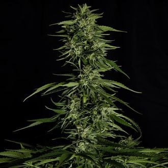 Hyperion F1 Auto (Royal Queen Seeds) femminizzata