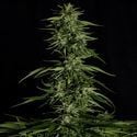 Hyperion F1 Automatic (Royal Queen Seeds) femminizzata