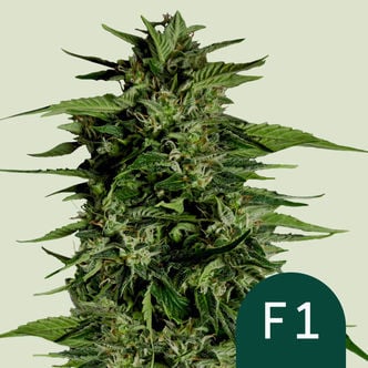 Hyperion F1 Automatic (Royal Queen Seeds) femminizzata