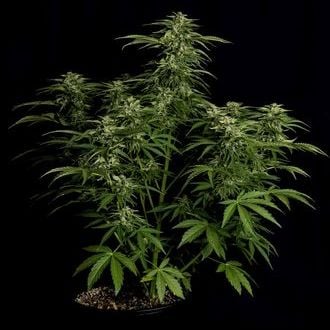 Apollo F1 Auto (Royal Queen Seeds) femminizzata