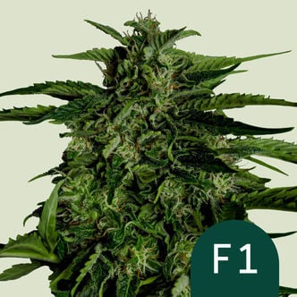 Apollo F1 Automatic (Royal Queen Seeds) femminizzata