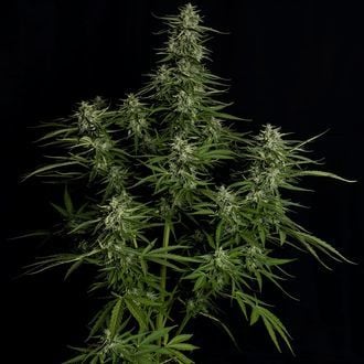 Titan F1 Auto (Royal Queen Seeds) femminizzata
