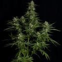 Titan F1 Automatic (Royal Queen Seeds) femminizzata