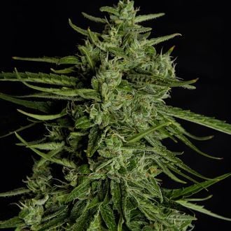Titan F1 Auto (Royal Queen Seeds) femminizzata