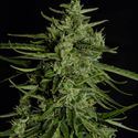 Titan F1 Automatic (Royal Queen Seeds) femminizzata