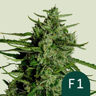 Titan F1 Automatic (Royal Queen Seeds) femminizzata