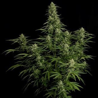 Milky Way F1 Auto (Royal Queen Seeds) femminizzata