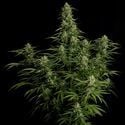 Milky Way F1 Automatic (Royal Queen Seeds) femminizzata