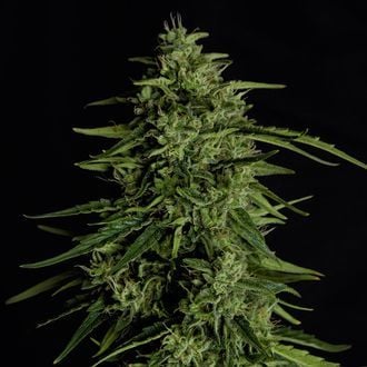 Milky Way F1 Auto (Royal Queen Seeds) femminizzata