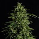 Milky Way F1 Automatic (Royal Queen Seeds) femminizzata