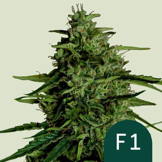 Milky Way F1 Automatic (Royal Queen Seeds) femminizzata